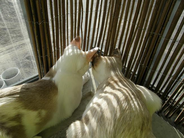 Two light-colored cats nose to nose in a bamboo-slatted enclosure with sunlight and shadows