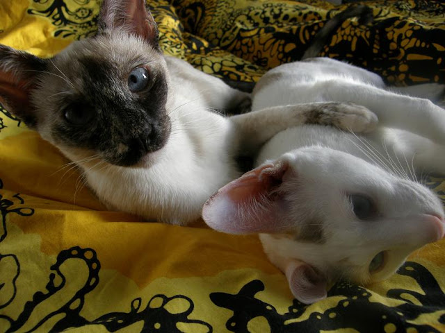 Two cats, one with dark-pointed fur and blue eyes and one white, resting together on a yellow patterned fabric